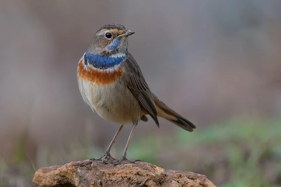Blauwborst (Luscinia svecica) in zijn natuurlijke habitat